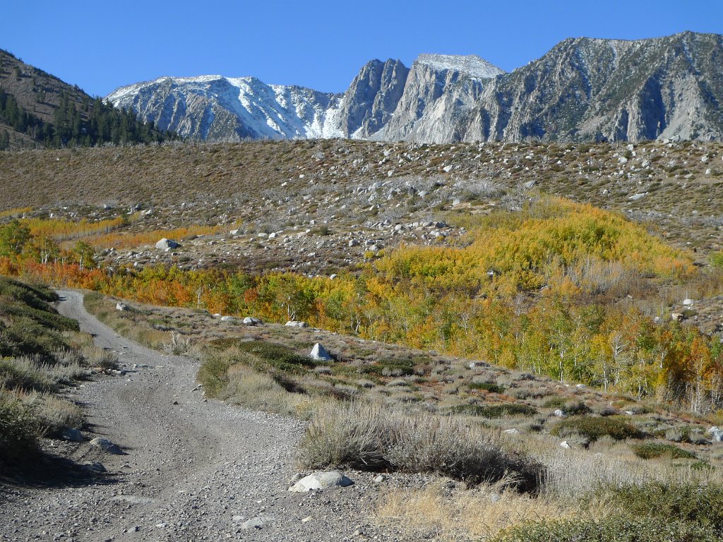 California-Fall2010 281.JPG - Nice stands of aspen.Březový háj.